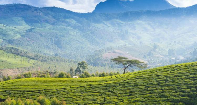 Experiencia de Kerala - Golden Triangle India Tours 1