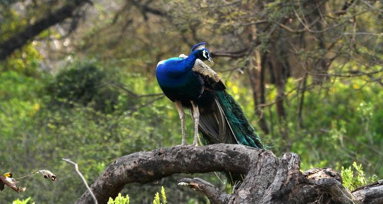 Sorprendente Karnataka con Goa - Golden Triangle India Tours 6