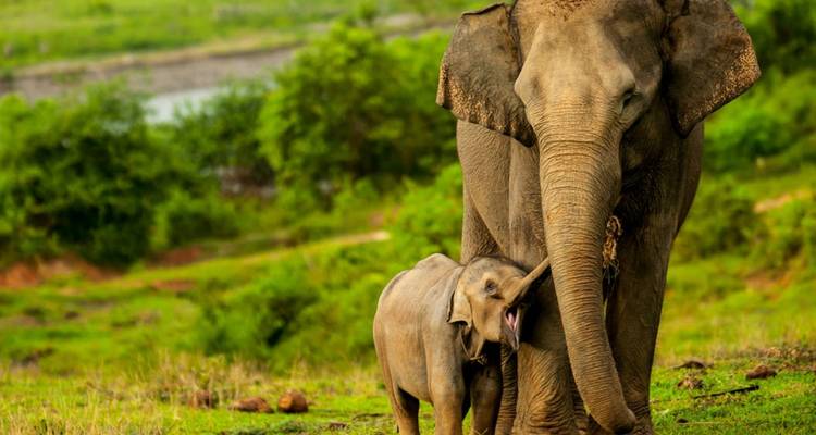 Highlights of South India - Golden Triangle India Tours 7