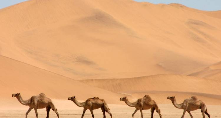 North India Experience - Golden Triangle India Tours 6