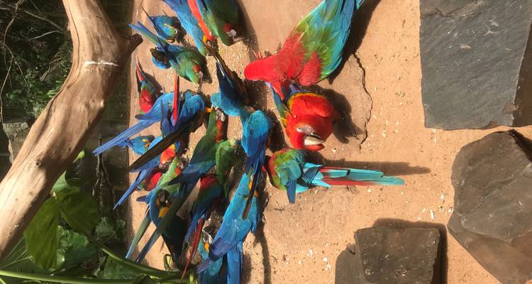 Iguassu Falls Experience - Nattrip 3
