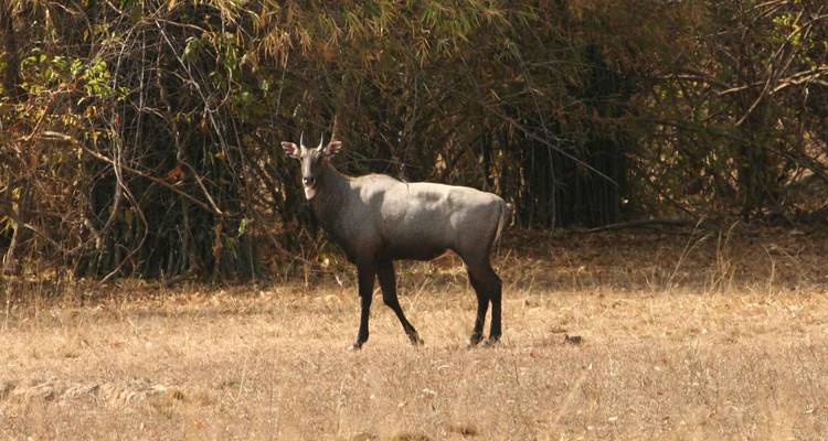 Safari tigres et léopards - Golden Triangle India Tours 2