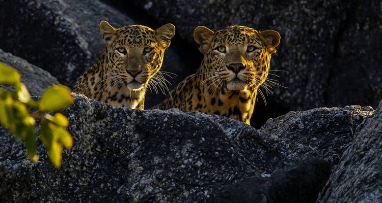 Safari tigres et léopards - Golden Triangle India Tours 8