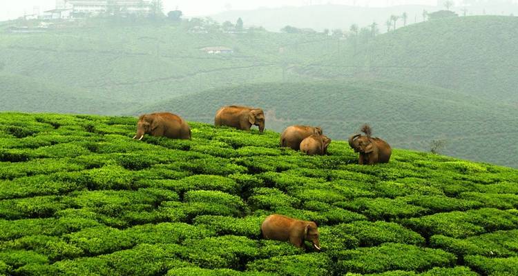 Viaje de 7 días a Kerala - Golden Triangle India Tours 2