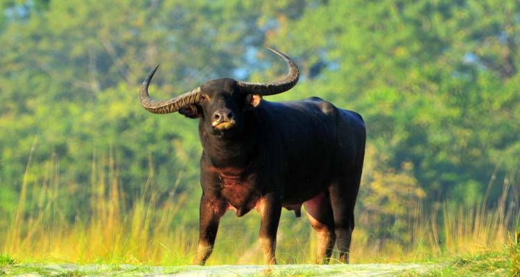 Viaje de 7 días a Kerala - Golden Triangle India Tours 7