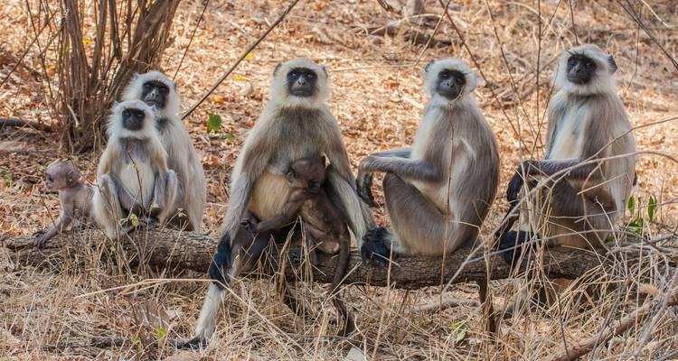Safari tigre en Inde - Golden Triangle India Tours 3