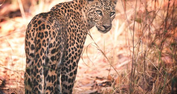 Safari tigre en Inde - Golden Triangle India Tours 4