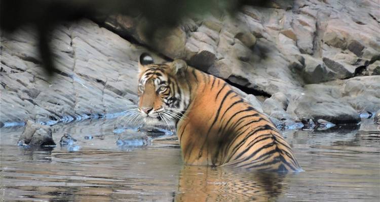 Safari tigre en Inde - Golden Triangle India Tours 6