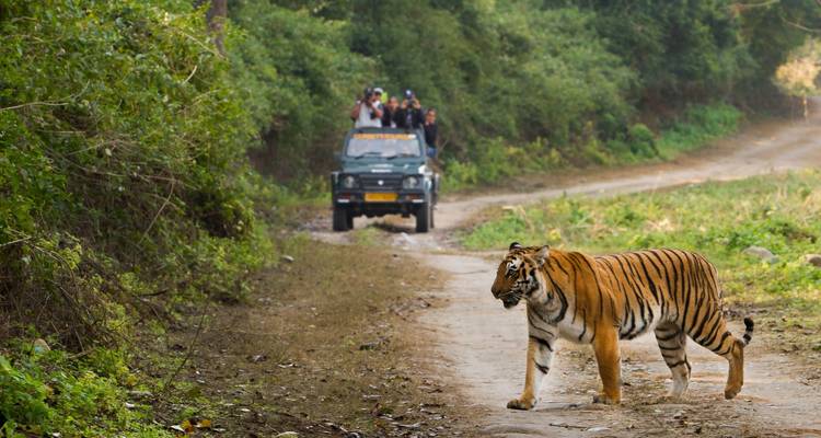 India Wildlife with Taj Mahal Tour - Golden Triangle India Tours 2