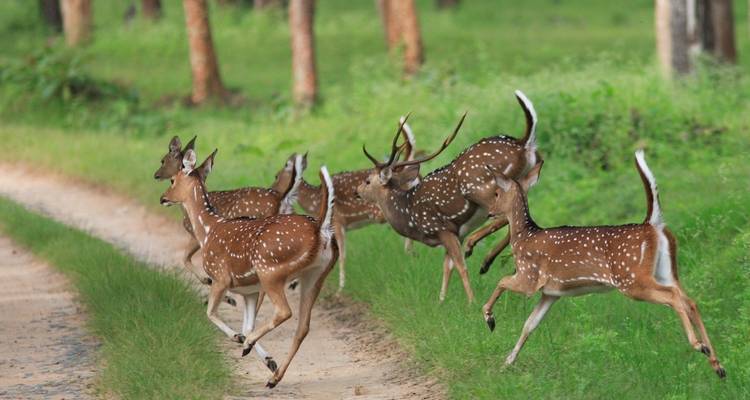 Circuit du Triangle d'Or avec safari tigre - Golden Triangle India Tours 1