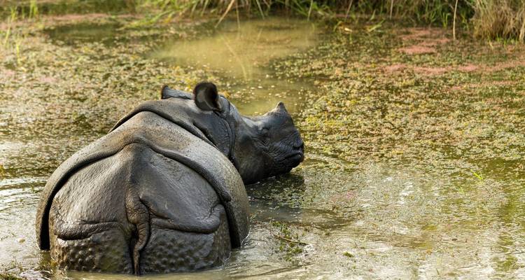 North East India Monastic and Wildlife Tour - Golden Triangle India Tours 8