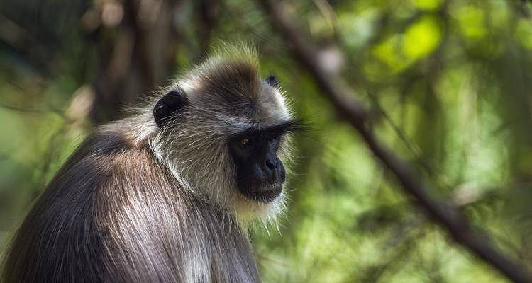 Circuit monastique et animalier dans le nord- est de l'Inde - Golden Triangle India Tours 10