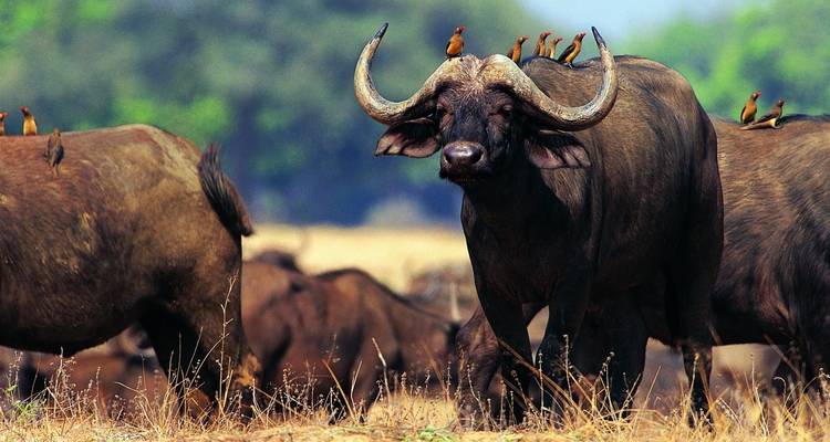 Inde orientale avec Taj et safari animalier - Golden Triangle India Tours 1