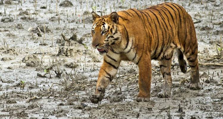 Inde orientale avec Taj et safari animalier - Golden Triangle India Tours 2