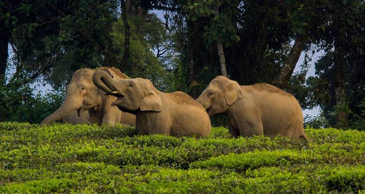 Viaje al sur de la India - Golden Triangle India Tours 1