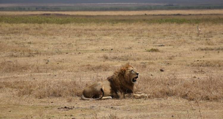 5 jours - Manyara, Serengeti, Ngorongoro et Tarangire - Lappet Faced Safaris 3