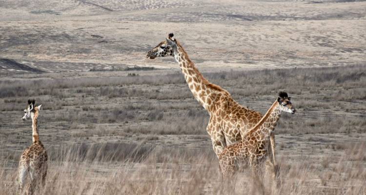 5 jours - Manyara, Serengeti, Ngorongoro et Tarangire - Lappet Faced Safaris 4