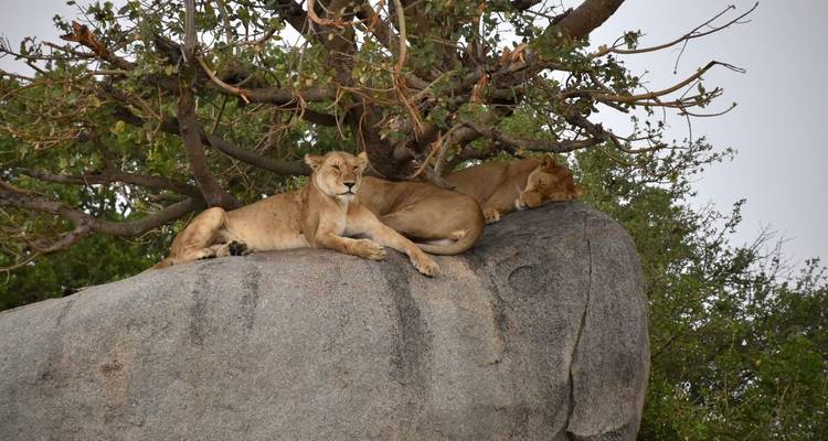 4 Days - Tarangire, Serengeti and Ngorongoro Crater - Lappet Faced Safaris 2