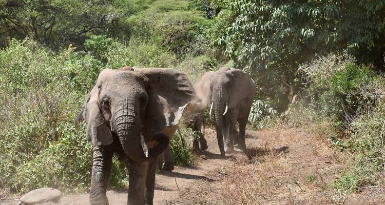 4 Days - Tarangire, Serengeti and Ngorongoro Crater - Lappet Faced Safaris 3