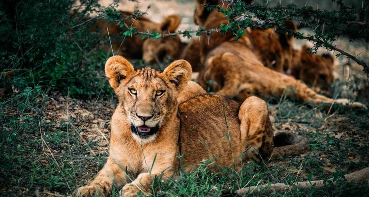 4 Days - Tarangire, Serengeti and Ngorongoro Crater - Lappet Faced Safaris 6