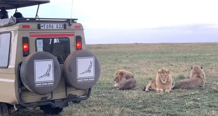4 Days - Tarangire, Serengeti and Ngorongoro Crater - Lappet Faced Safaris 7