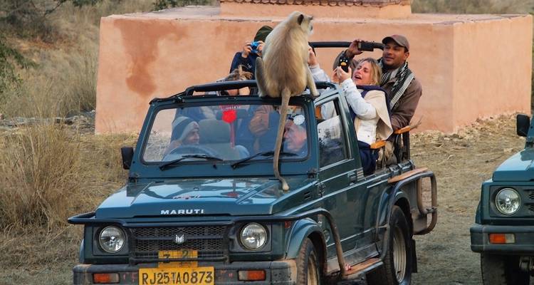Rajasthan Wildlife Tour: Ranthambore National Park by Train - 5 Days - Memorable India Journeys 4