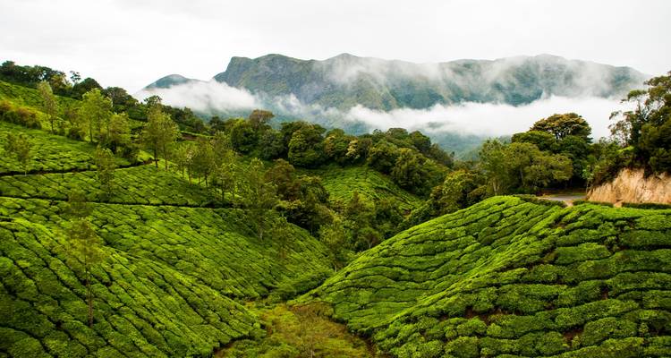 Increíble viaje a Kerala desde Cochin - 6 días - Memorable India Journeys 1