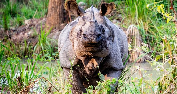 Safari dans la jungle - 2N/ 3 jours - Alpine Ramble Treks  5