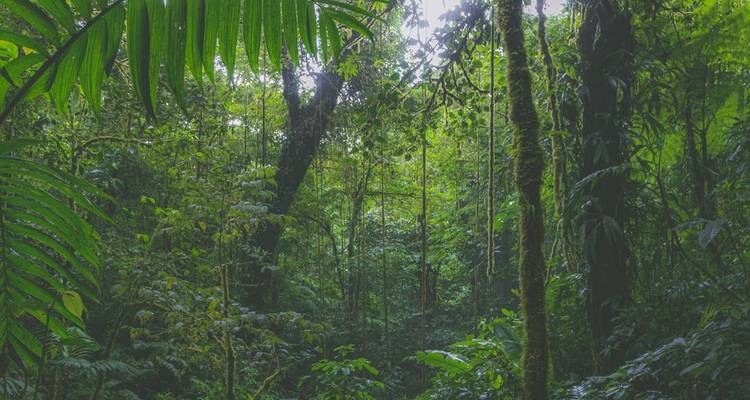 Safari dans la jungle - 2N/ 3 jours - Alpine Ramble Treks  2
