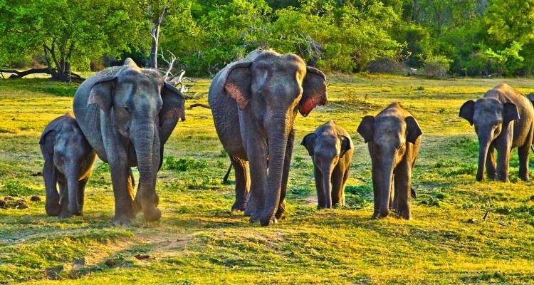 Sri Lanka Highlights & Wildlife - 10 days - On The Go Tours 5