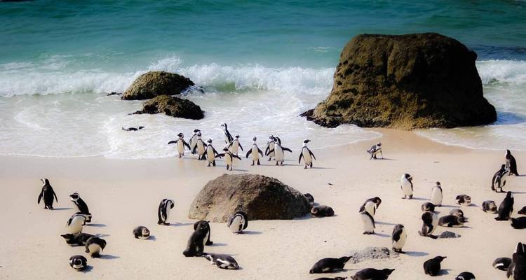 Découvrez l'Afrique du Sud ! - Amatungulu Tour 4