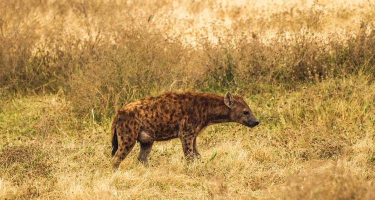 Une hyène marchant à travers une prairie sèche.