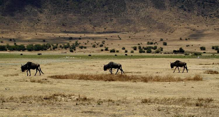 Des gnous traversant une savane aride.