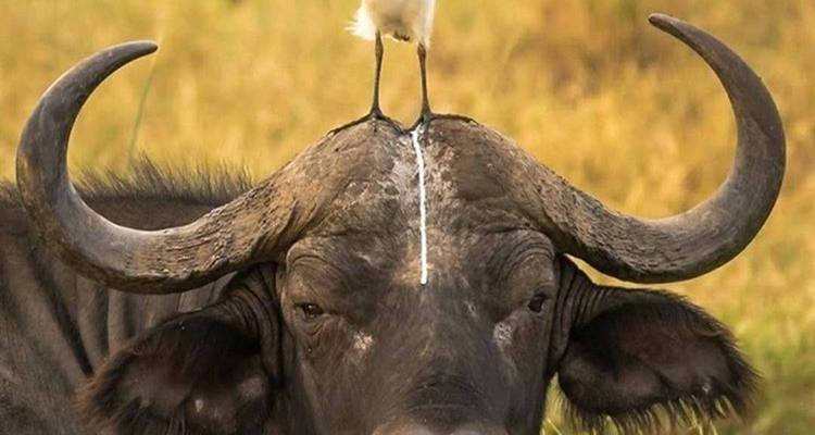Buffle avec un oiseau sur sa tête dans la savane.