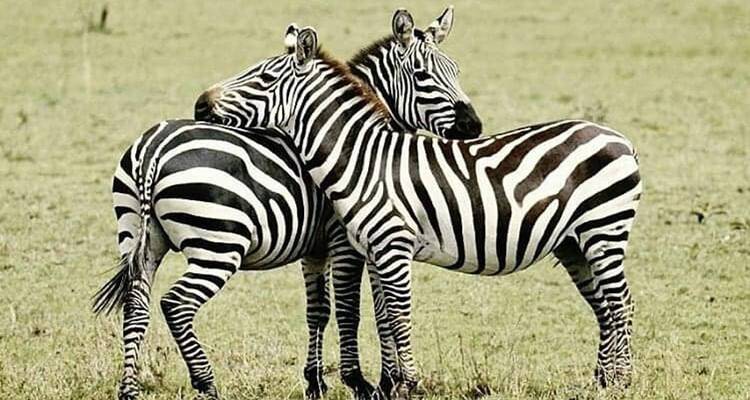 Deux zèbres debout côte à côte dans une plaine herbeuse.