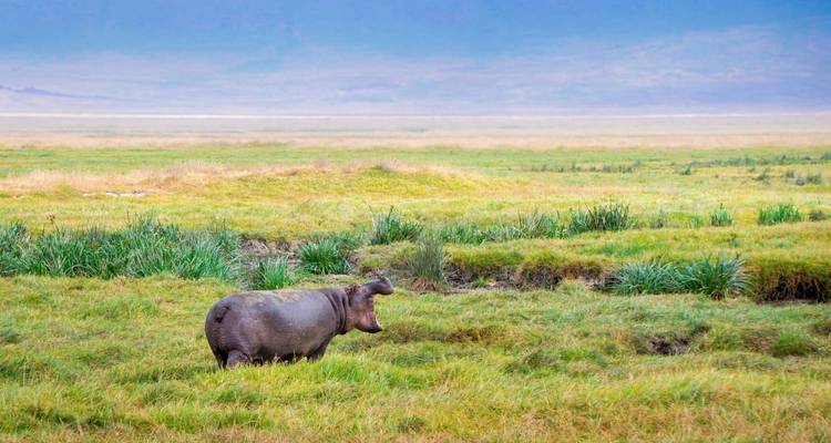 Hippopotame solitaire paissant dans une vaste prairie.