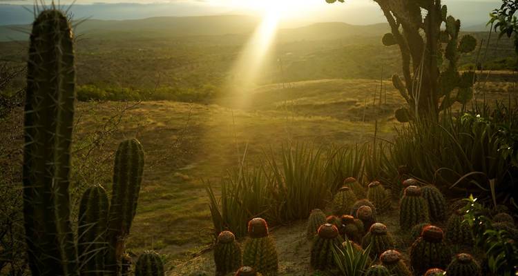 10 Days Unique, PRIVATE Colombian Natural and Hidden Treasures: Cali, Popayán, San Agustín, Neiva, Bogotá, Coffee Region - Signature DMC 6