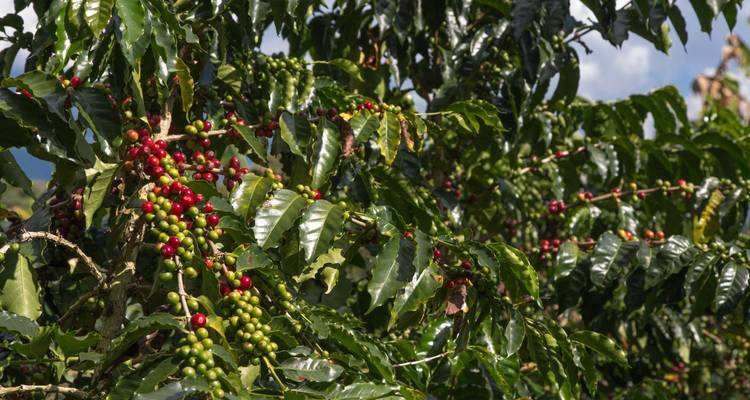 10 Days Unique, PRIVATE Colombian Natural and Hidden Treasures: Cali, Popayán, San Agustín, Neiva, Bogotá, Coffee Region - Signature DMC 9
