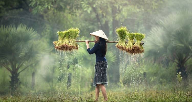 Superior: Highlights of Indochina -  Bathing on the tropical island of Phu Quoc (incl. flight) - Bavaria Fernreisen 3
