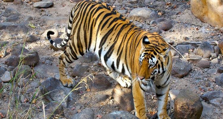 Safari des tigres à Delhi, Agra, Ranthambore, Jaipur, Delhi - Memorable India Journeys 7