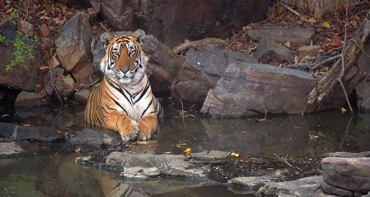 Safari des tigres à Delhi, Agra, Ranthambore, Jaipur, Delhi - Memorable India Journeys 9