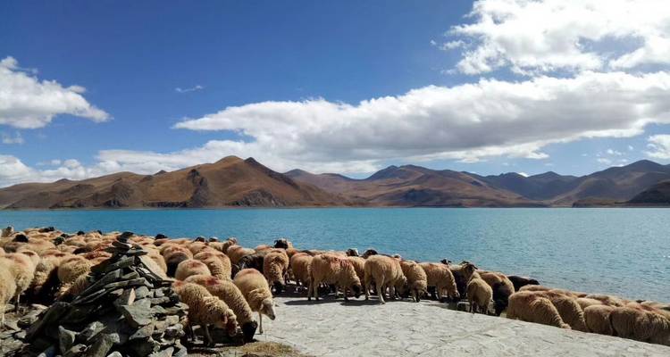 Ovejas pastando cerca del lago Yamdroktso con montañas.