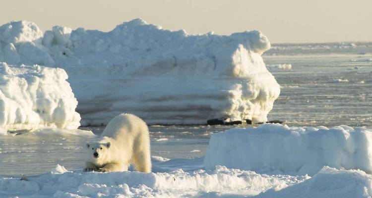 El reino del oso polar a fondo - M/V Greg Mortimer - Explore! 6