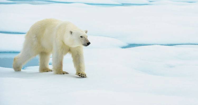 El reino del oso polar a fondo - M/V Greg Mortimer - Explore! 5