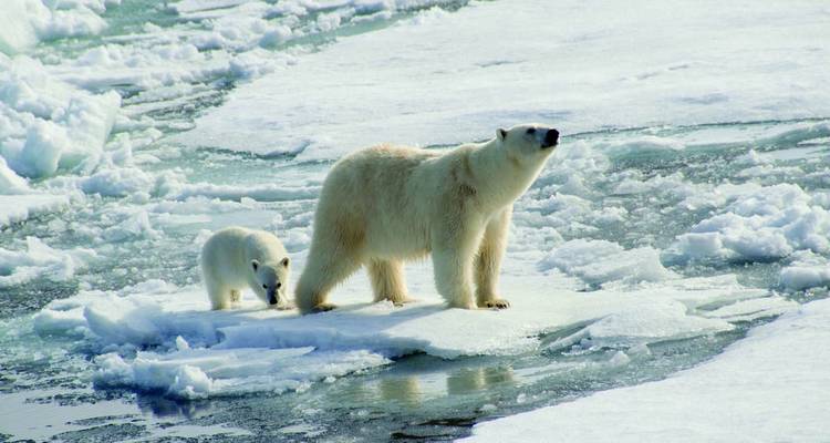 El reino del oso polar a fondo - M/V Greg Mortimer - Explore! 4
