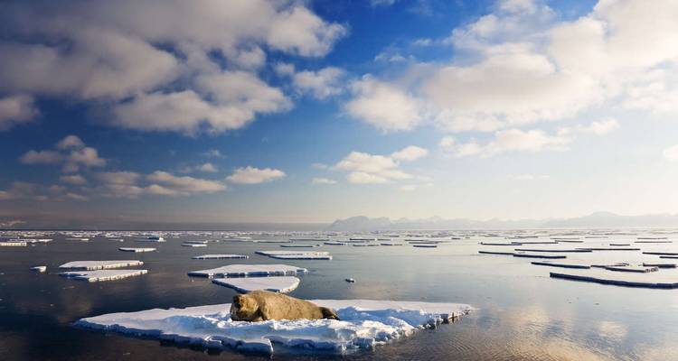 El reino del oso polar a fondo - M/V Greg Mortimer - Explore! 2