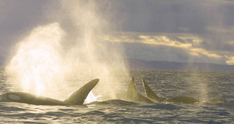 Spitsbergen, Groenlandia e Islandia - M/V Greg Mortimer - Explore! 4