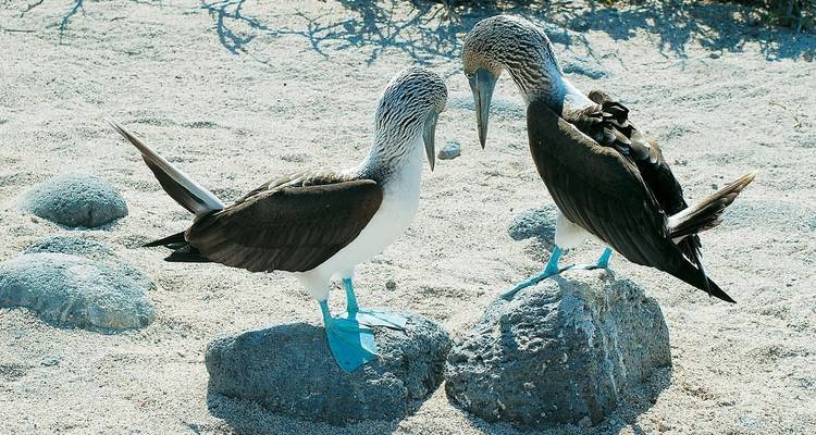 Galapagos - Central, South & Eastern Islands aboard the Yolita - Explore! 10
