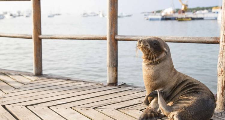 Galapagos - Central, South & Eastern Islands aboard the Yolita - Explore! 2