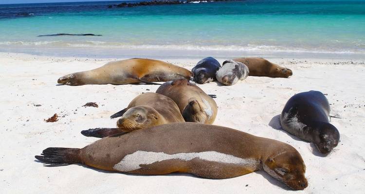 Galapagos - Central, South & Eastern Islands aboard the Yolita - Explore! 7